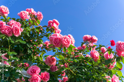 バラの花　屋外撮影