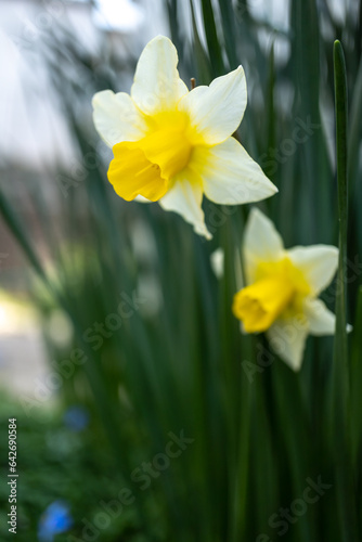 水仙の花 初春のイメージ