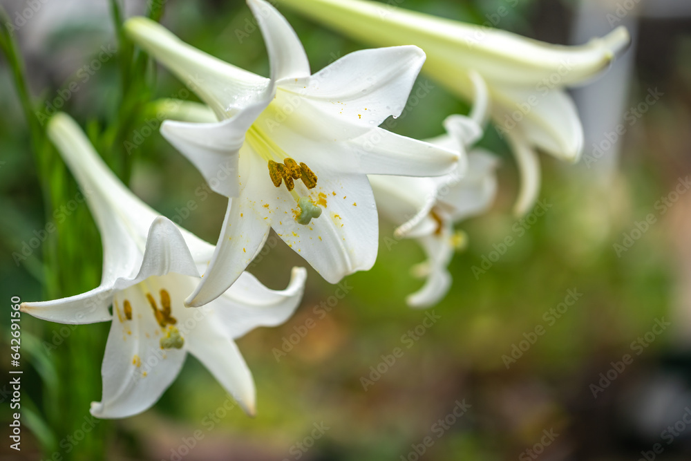 Fototapeta premium 百合の花