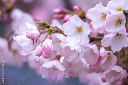 Fototapeta Naklejka Na Ścianę i Meble -  桜の花　春のイメージ