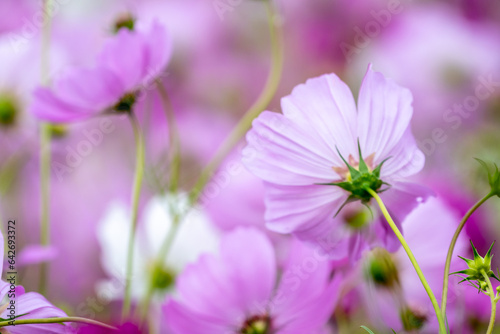コスモスの花　秋のイメージ
