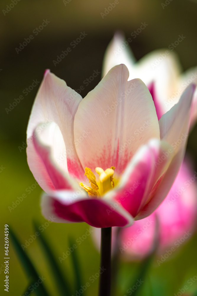 Fototapeta premium チューリップの花 春のイメージ