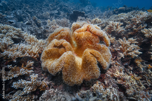 Fototapeta Naklejka Na Ścianę i Meble -  coral reef macro ,texture, abstract marine ecosystem background on a coral reef