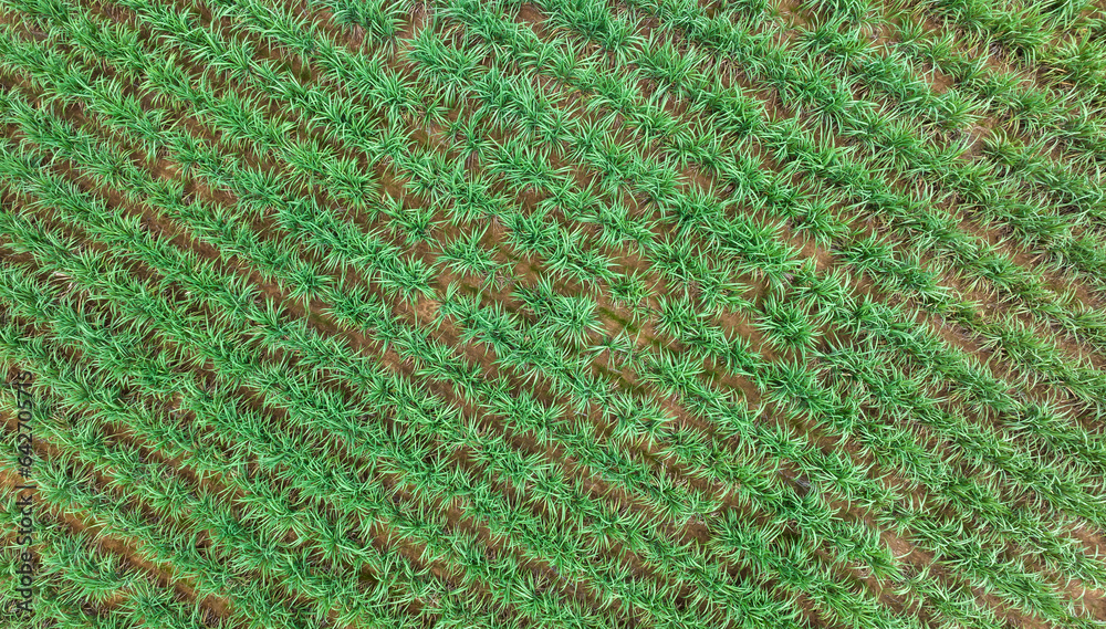 Aerial view of sugarcane plants growing at field Aerial view of sugarcane plants growing at field