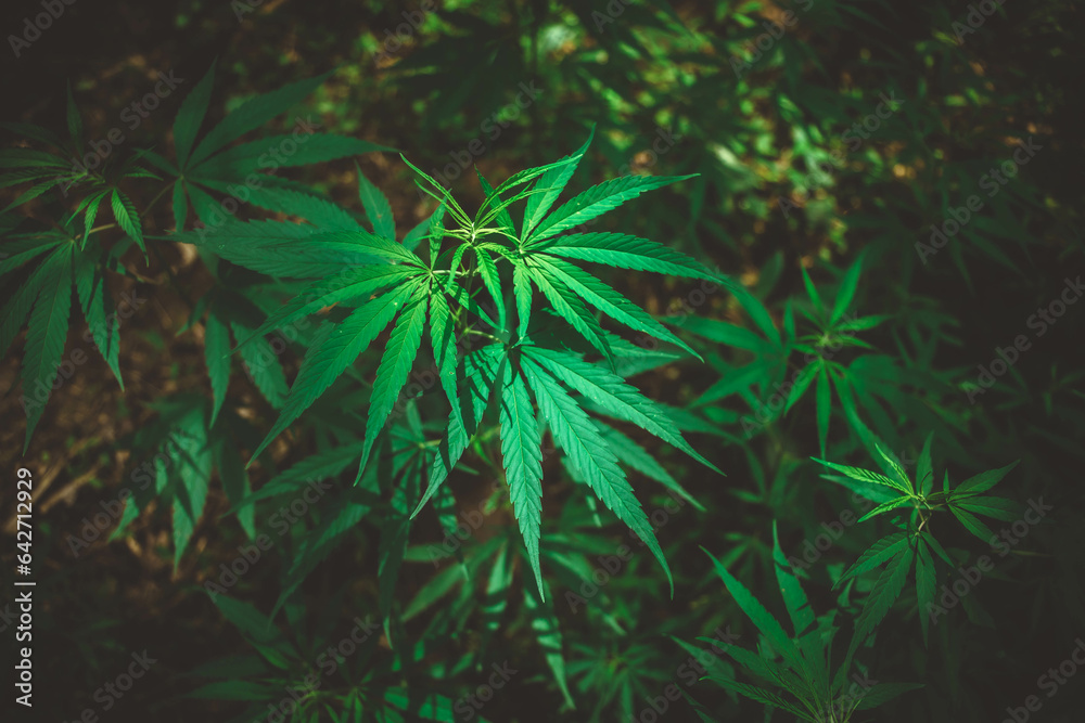 Green marijuana, weed leaves growing naturally outdoor in the mountains of Nepal Green marijuana, weed leaves growing naturally outdoor in the mountains of Nepal
