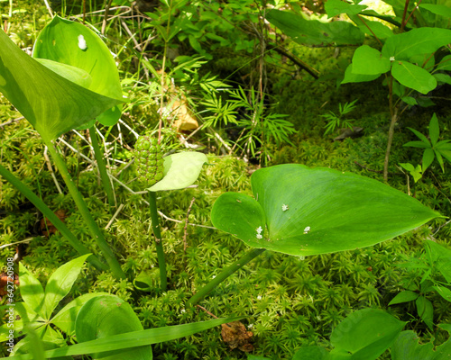 Calla palustris (Wild Calla) Native North American Wetland Wildflower photo