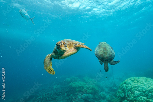 two green turtle in the great barrier reef
