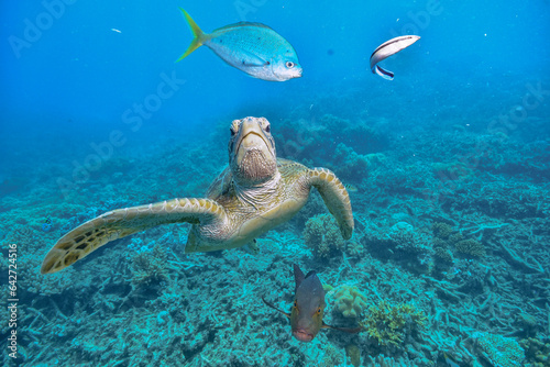 green turtle in the great barrier reef