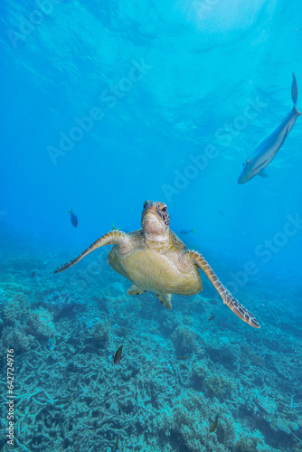 green turtle in the great barrier reef © Juanmarcos