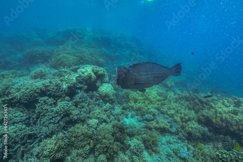 bumphead parrotfish spotted in moore reef in the great barrier reef photo