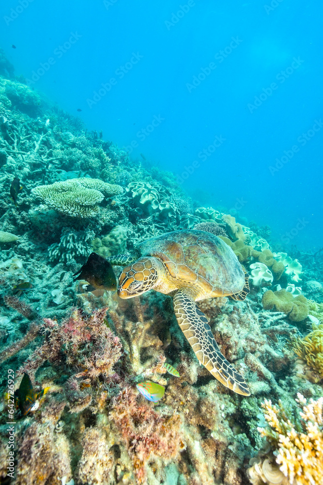 green turtle in the great barrier reef