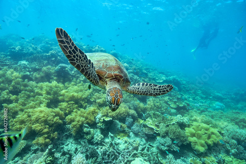 green turtle in the great barrier reef