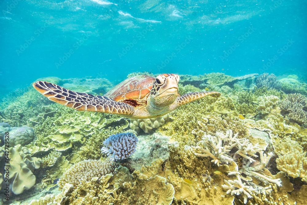 green turtle in the great barrier reef green turtle in the great barrier reef