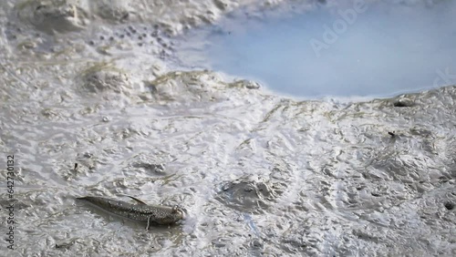 Mudskipper crawling on mud flats towards a water hole. This species of mudskipper is known as blue spotted mudskipper or Boleophthalmus boddarti which is amphibian fish in india. photo