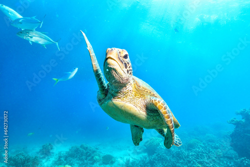 green turtle in the great barrier reef