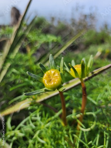 flower on green background