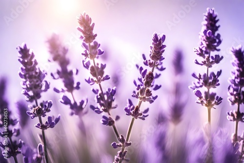 Artistic shot of lavender flower, Lavender Mist Color beautiful flowers background