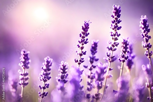 Artistic shot of lavender flower  Lavender Purple Color beautiful flowers background