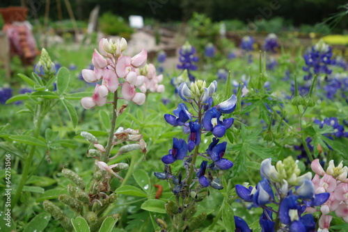 flowers in the garden