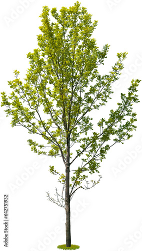 Tree isolated on transparent background. Green foliage  