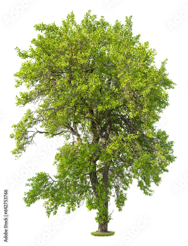 Tree isolated on transparent background. Green foliage  