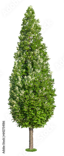 Oak. Cut out green tree isolated on transparent background. Cutout deciduous tree in summer. Shrub. High quality clipping mask for professional composition