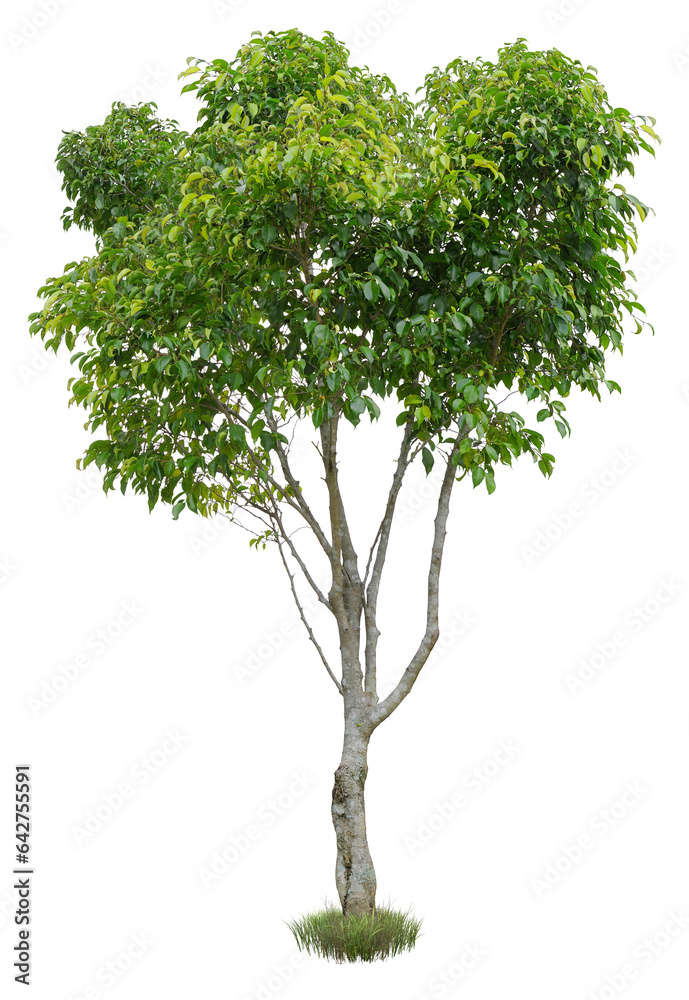 Tree isolated on transparent background. Green foliage
Tree isolated on transparent background. Green foliage