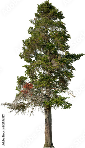 Tree pine isolated on transparent background. Spruce	
