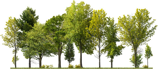 Cutout tree line. Forest and green foliage in summer. Row of trees and shrubs isolated on transparent background. Forest scape. High quality clipping mask