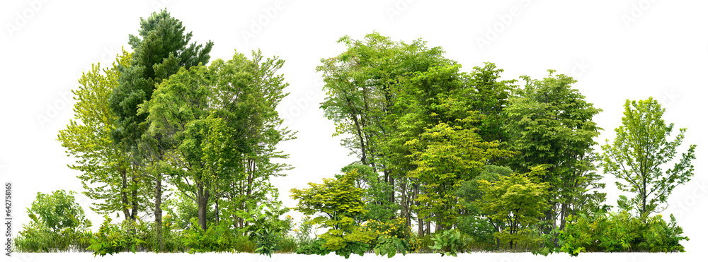 Cutout tree line. Forest and green foliage in summer. Row of trees and shrubs isolated on transparent background. Forest scape. High quality clipping mask - obrazy, fototapety, plakaty 