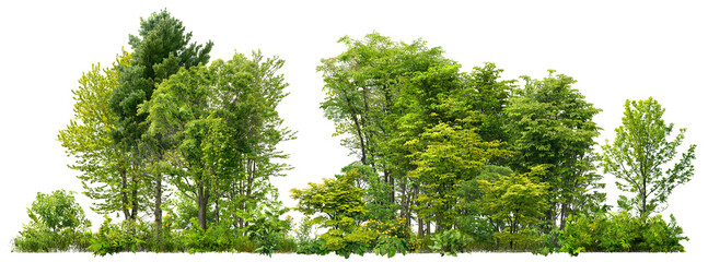 Cutout tree line. Forest and green foliage in summer. Row of trees and shrubs isolated on transparent background. Forest scape. High quality clipping mask