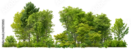 Panel kuchenny z motywem Cutout tree line. Forest and green foliage in summer. Row of trees and shrubs isolated on transparent background. Forest scape. High quality clipping mask