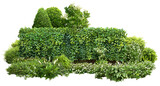 Cutout garden hedge. Garden design isolated on transparent background. Flowering shrub and green plants for landscaping. Flower bed and boxwood hedge