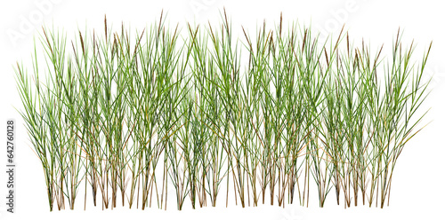 Bunch of wild grass. Green tufts isolated on transparent background. Blades of grass	
 photo