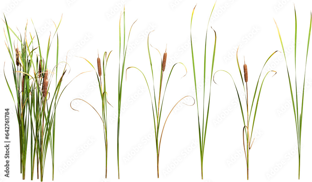 Cattail and reed plant isolated on transparent background	
 - obrazy, fototapety, plakaty 