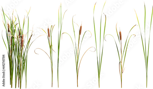 Cattail and reed plant isolated on transparent background	
 photo