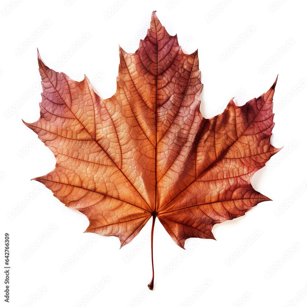 Fall leave transparent on white isolated background Fall leave transparent on white isolated background