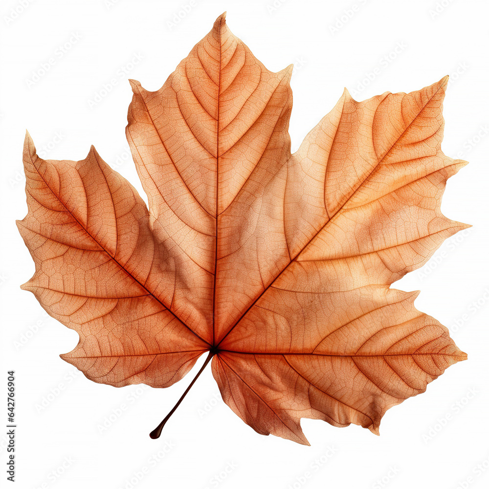 Fototapeta premium Fall leave transparent on white isolated background