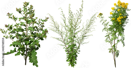 Fototapeta Naklejka Na Ścianę i Meble -  Wild plants and flowers in summer isolated on transparent background. Thistle and yellow flowers	
