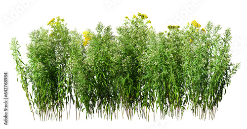 	
Wildplant. Cut out wildflowers isolated on transparent background. White and yellow flowers with green foliage photo
