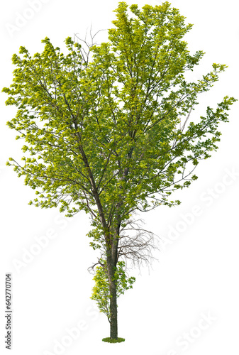 Tree isolated on transparent background. Green foliage