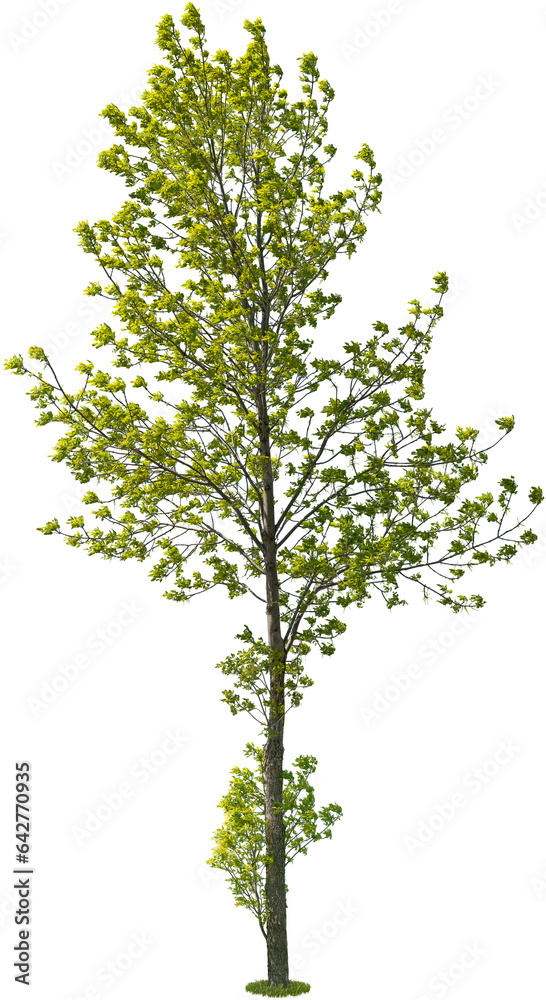Tree isolated on transparent background. Green foliage Tree isolated on transparent background. Green foliage