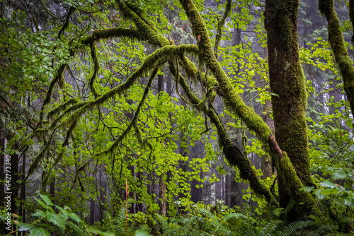 Green and mossy trees in a forest