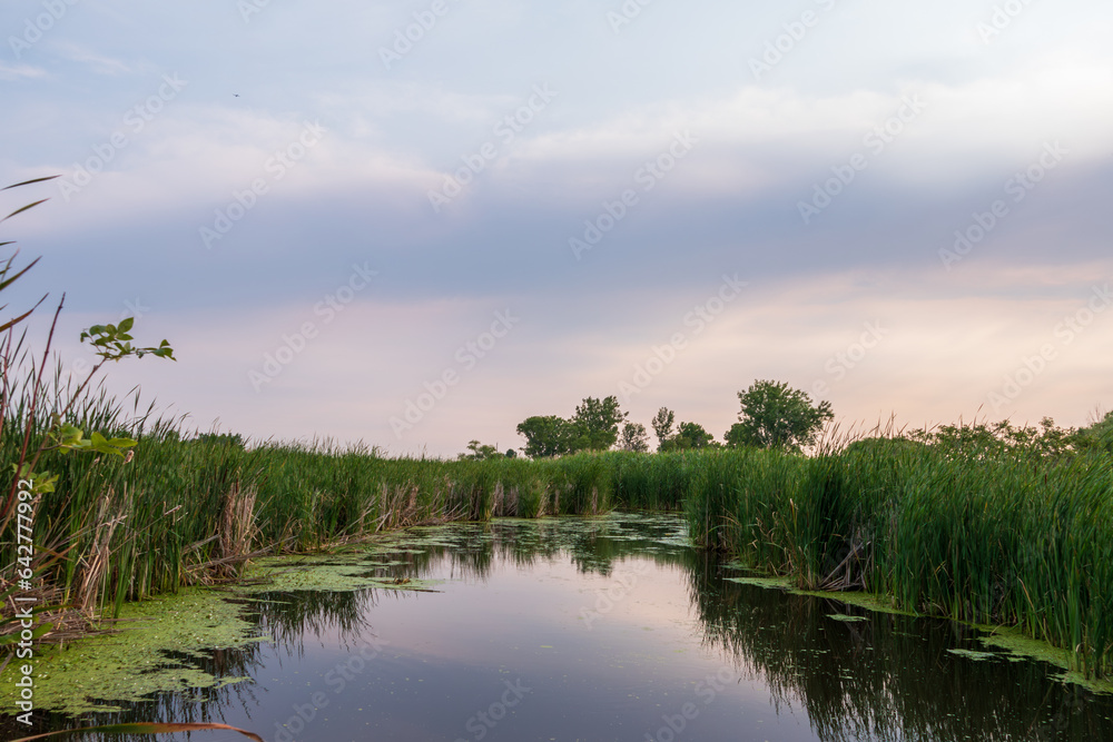 Fototapeta premium Early of a Summer Morning in the Mazi Drain Marsh Near Port Maitland Ontario