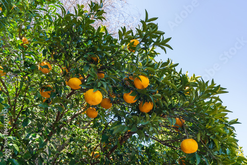 みかんの木