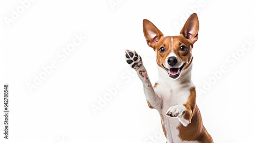 A Smiling Brown and White Basenji Pooch Eagerly Giving a High Five, Set Against a White Background