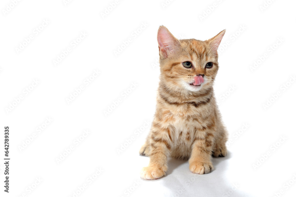 Abyssinian red kitten on a white isolated background