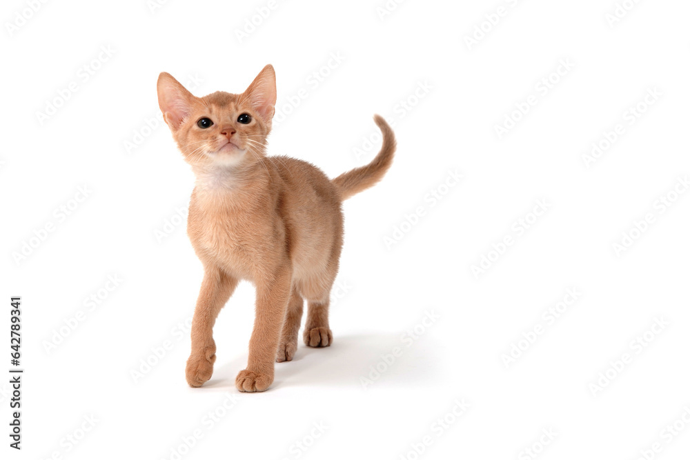 Abyssinian red kitten on a white isolated background