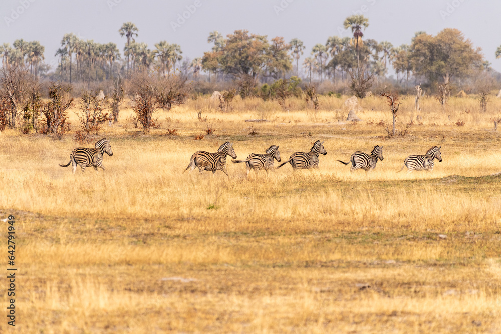 Telephoto shot of a large herd of Burchell's Plains zebras, Equus quagga burchelli, running on the dry lands of the Okavango Delta, Botswana. Telephoto shot of a large herd of Burchell's Plains zebras, Equus quagga burchelli, running on the dry lands of the Okavango Delta, Botswana.
