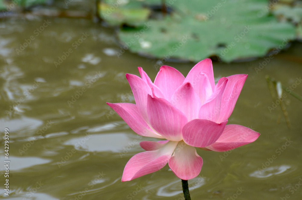 Pink lotus flowers are blooming in the morning at the public pond in the village. Pink lotus flowers are blooming in the morning at the public pond in the village.